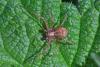 Philodromus sp.